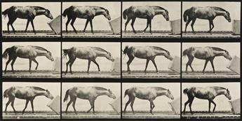 EADWEARD MUYBRIDGE (1830-1904) Horse pushing a block, plate 657 * Horse rocking, plate 649, from Animal Locomotion.